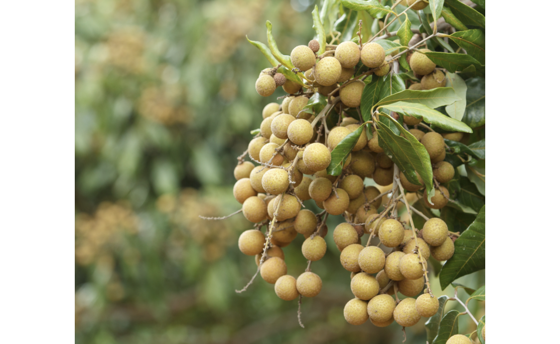 Longan Season in Vietnam: Exploring the Fruit Bounty and Canned Delights