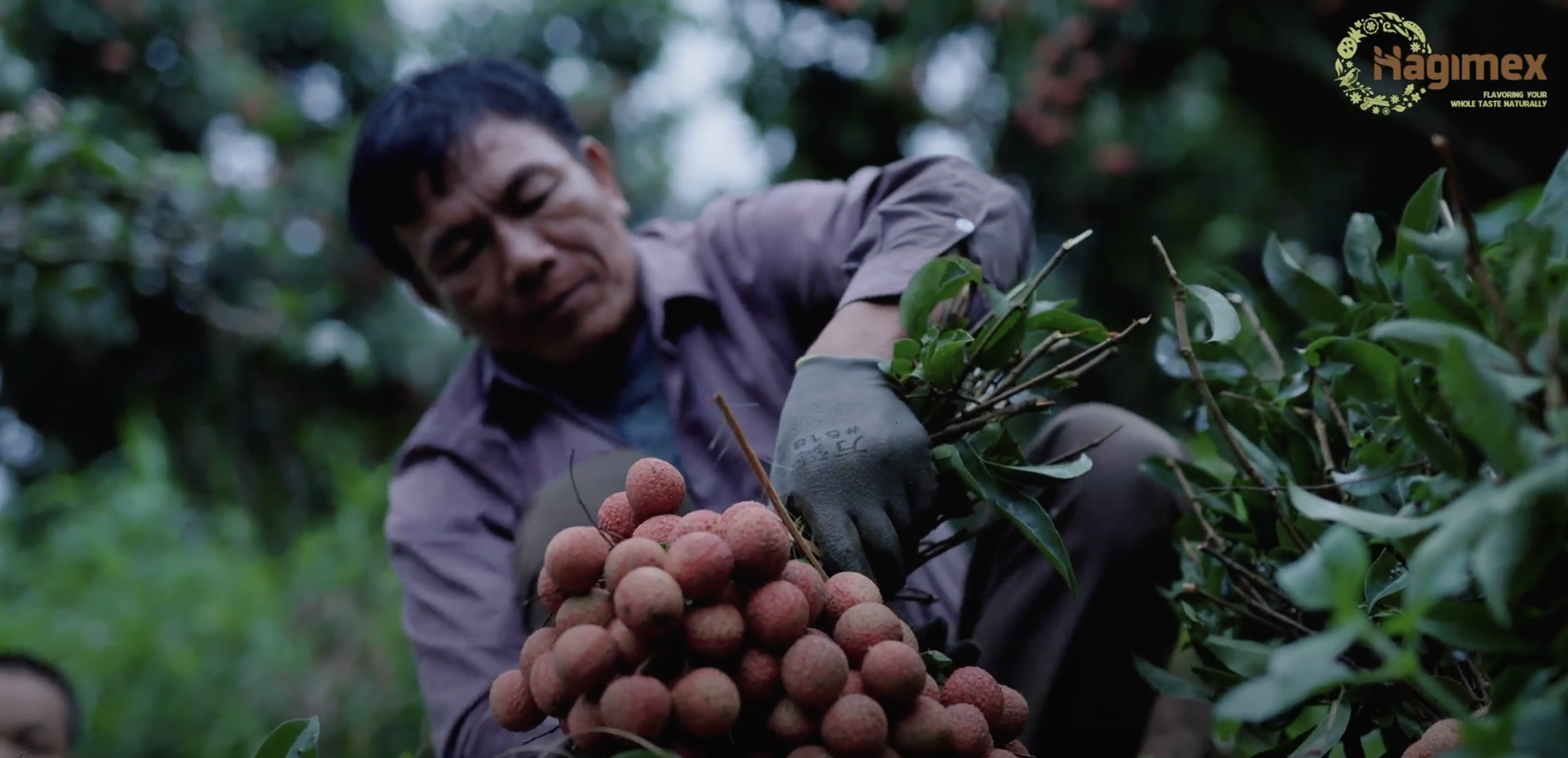 Let's start Lychee season with Hagimex